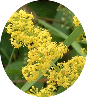 Galium Verum