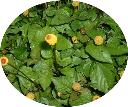 Acmella oleracea