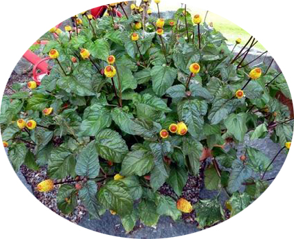 Acmella oleracea