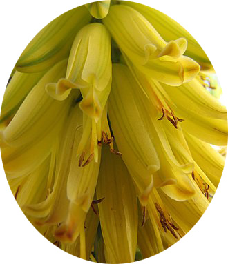 Aloe vera