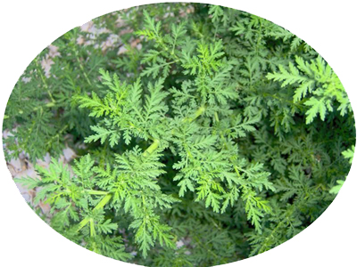 Artemisa
