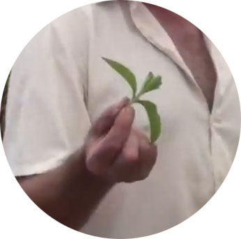 La dosis de stevia