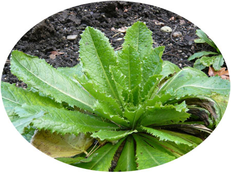 Lechuga silvestre
