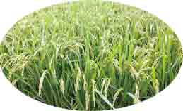 Campo de arroz