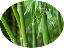 Bambu