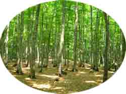 Bosque