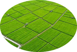 Campo de arroz