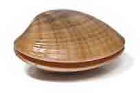 Concha