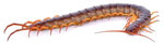 Escolopendra