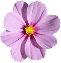 Flor