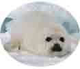 Foca