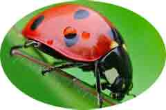 Insecto