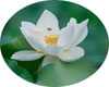 loto blanco