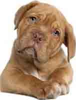 Perro