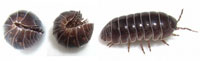 cochinilla