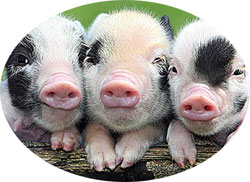 Tres cerditos