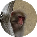 kibidango