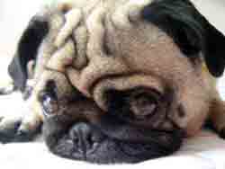 es un pug