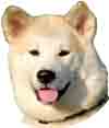 perro akita