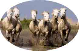 caballos
