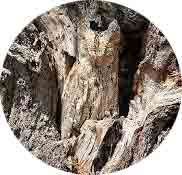 Animal camuflado