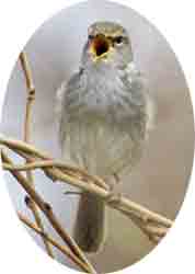 Pájaro cantando