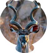 ángulo