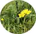Flor silvestre