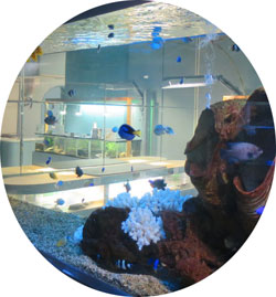 Acuario