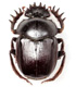 escarabajo