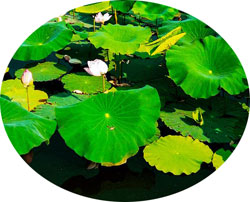 loto