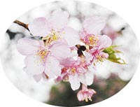 sakura