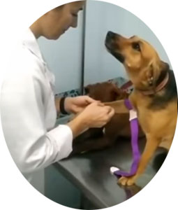 Enamorado