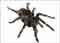 araña